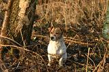 JACK RUSSEL 383
